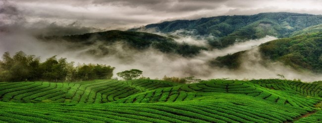 widok herbacianego pola